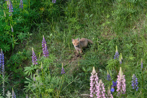 花畑とキタキツネの幼獣（北海道・上士幌町）
