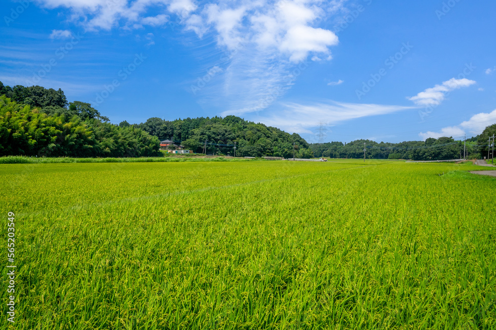 Obraz premium 田園風景
