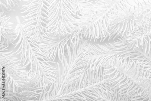 White fir branches as background  closeup