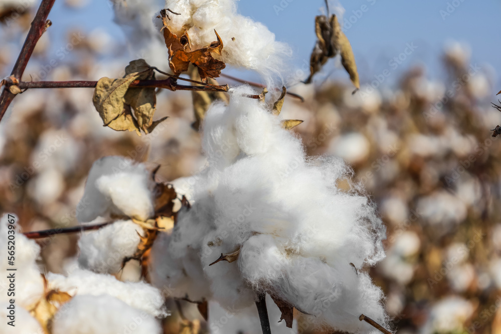 Beautiful cotton flowers on field, closeup Beautiful cotton flowers on field, closeup