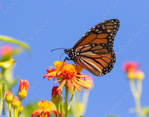 Monarch butterfly  feeding on  red flowers at Butterfly National Center, Mission, Texas, USA photo