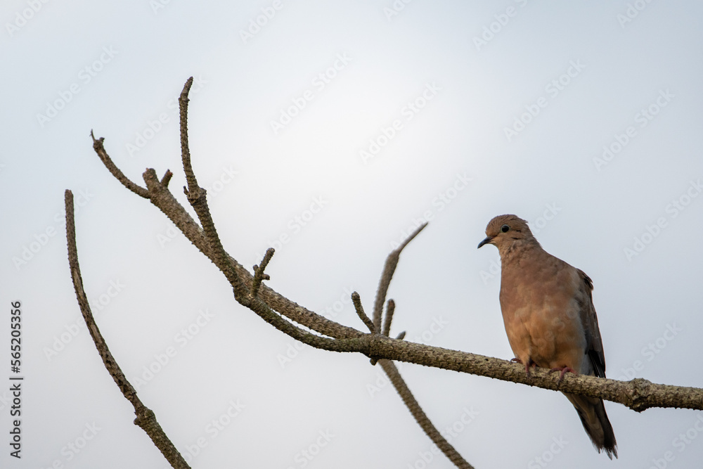 Mourning Dove (Zenaida macroura) Perched on Branch at Cupsogue Beach County Park, New York Mourning Dove (Zenaida macroura) Perched on Branch at Cupsogue Beach County Park, New York