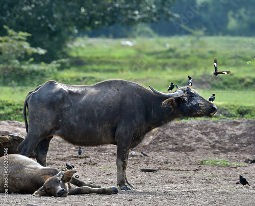 A black buffalo standing in the middle of a field There were birds perching and circling above his head. photo