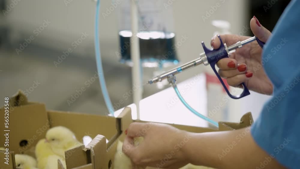 Injecting a vaccine to small poultry livestock animals. Vaccination of
