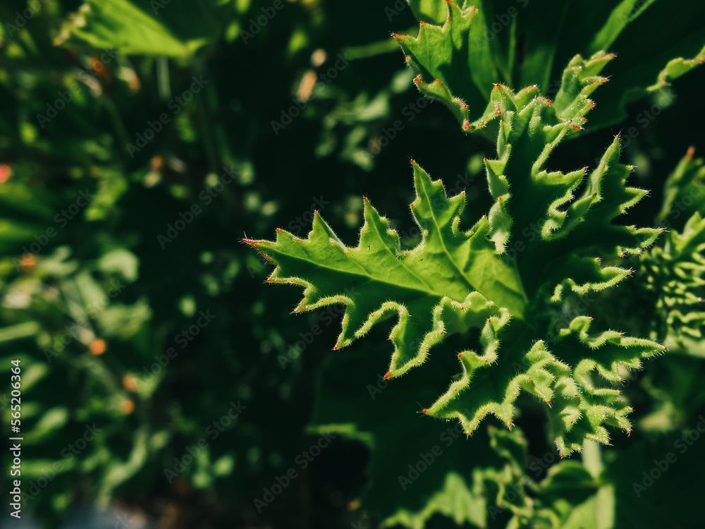 Fototapeta premium Green foliage