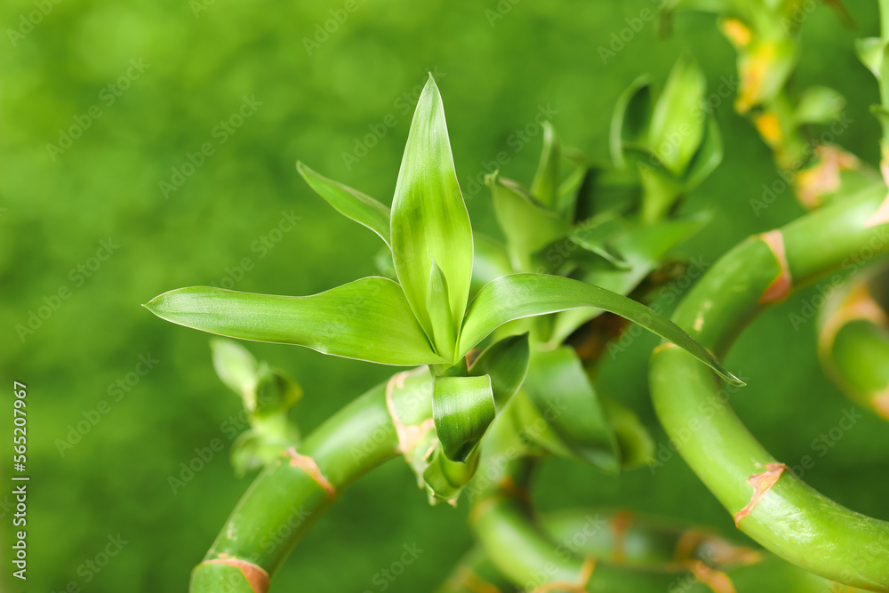 Obraz premium Green bamboo stems outdoors, closeup