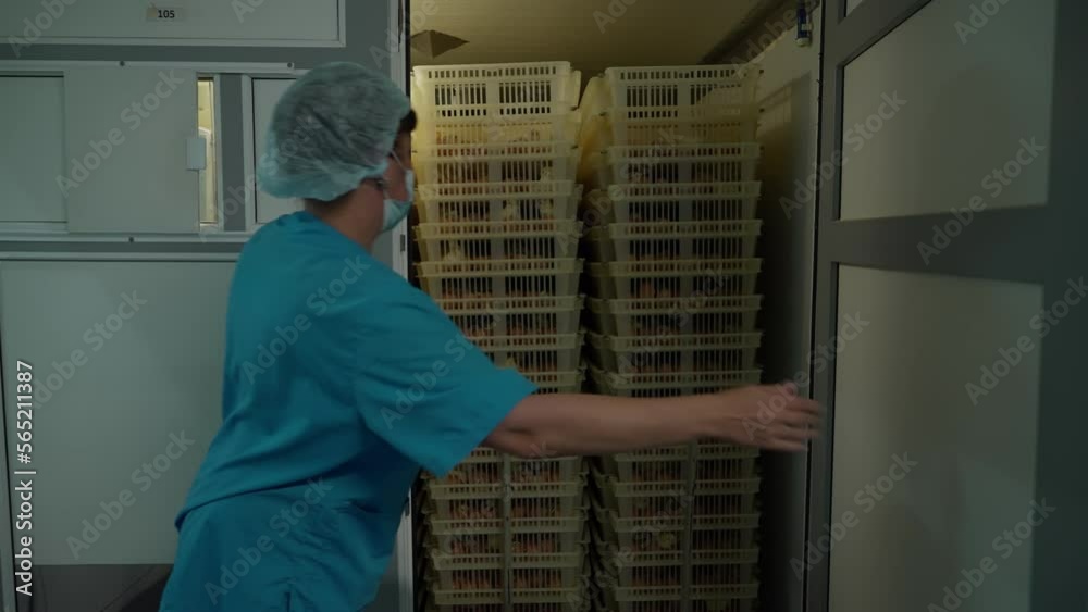 Lots of plastic containers with hatched chick birds stored in the incubator. Little birds hatching from the eggs inside the incubator. Small yellow birds hatching in the incubator. Animal farming Lots of plastic containers with hatched chick birds stored in the incubator. Little birds hatching from the eggs inside the incubator. Small yellow birds hatching in the incubator. Animal farming