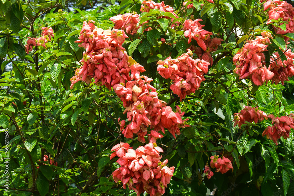 Mussaenda or Nusa Indah pink flowers that bloom beautifully for garden decoration Mussaenda or Nusa Indah pink flowers that bloom beautifully for garden decoration