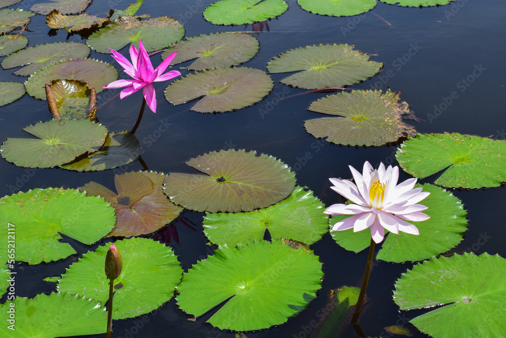 A beautiful pink and white waterlily or lotus flower in pond. Many blooming lotuses A beautiful pink and white waterlily or lotus flower in pond. Many blooming lotuses