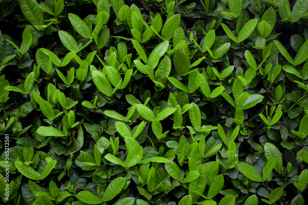 Close-up showing leaves on a hedge. Green leaves pattern background, Natural background and wallpaper Close-up showing leaves on a hedge. Green leaves pattern background, Natural background and wallpaper