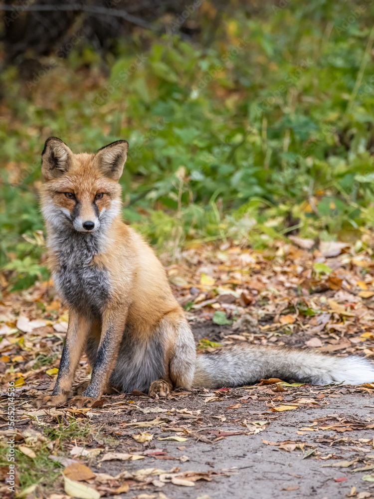Close up of a red fox Vulpes vulpes, sitting on a path in the forest. Close up of a red fox Vulpes vulpes, sitting on a path in the forest.