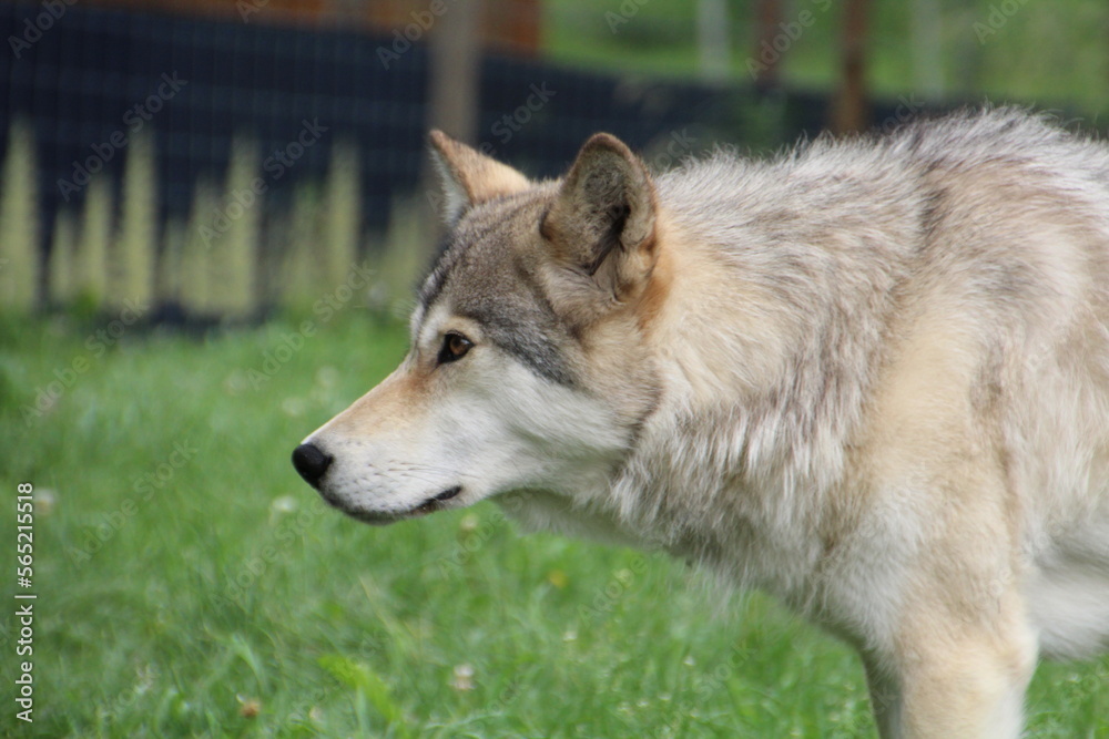 Fototapeta premium gray wolf lupus