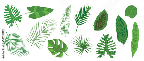 Hand painted tropical leaves vector set. Botanical different type exotic foliage, jungle plant, monstera and palm leaves isolated on white background. Design for cosmetic, product, spa, decoration.