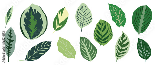 Hand painted tropical leaves vector set. Botanical different type exotic  foliage  jungle plant  greenery floral leaves isolated on white background. Design for cosmetic  product  spa  decoration.