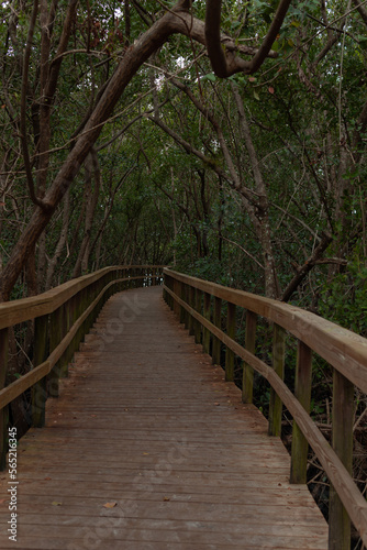 Fototapeta Naklejka Na Ścianę i Meble -  Wooden path, Wooden bridge, bridge in the forest, Forest, Vegetation, path of trees, Path, Trail to the lake, Kiplinger Nature Preserve, Stuart, Florida
