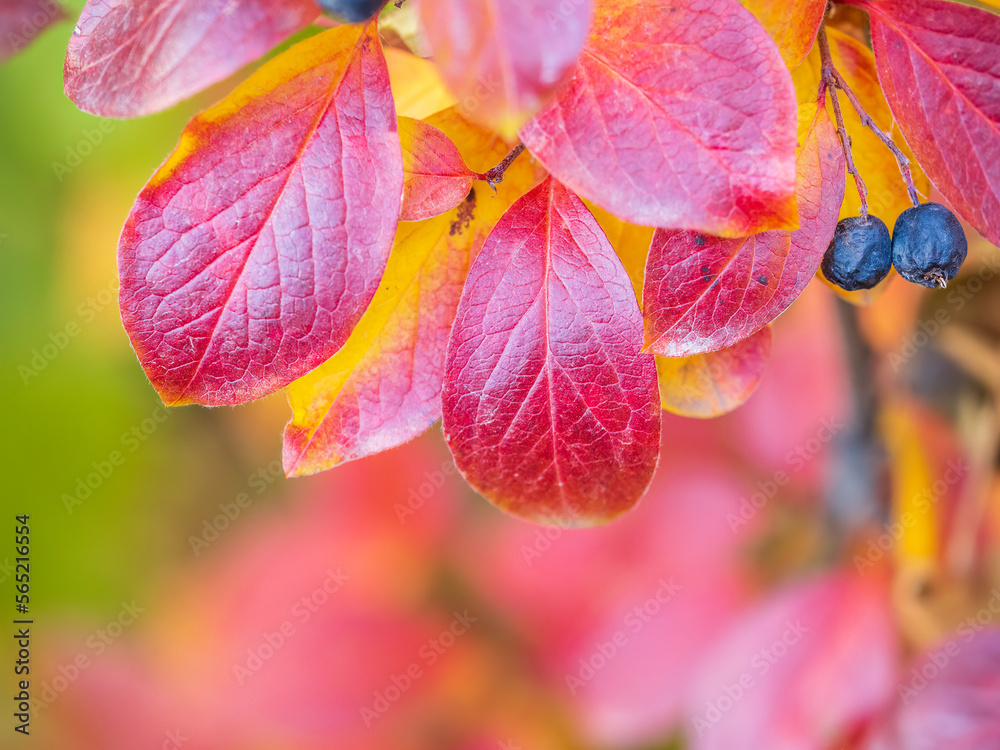 Branches with orange, red and yellow leaves in the autumn park. Branches with orange, red and yellow leaves in the autumn park.