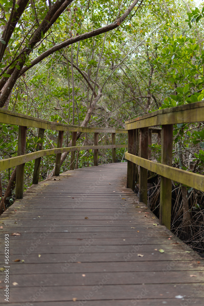 Wooden path, Wooden bridge, bridge in the forest, Forest, Vegetation, path of trees, Path, Trail to the lake, Kiplinger Nature Preserve, Stuart, Florida, Martin