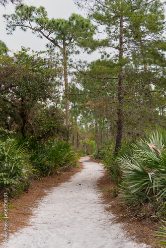 Wooden path, Wooden bridge, bridge in the forest, Forest, Vegetation, path of trees, Path, Trail to the lake, Kiplinger Nature Preserve, Stuart, Florida, Path of stairs, stairs in the forest, hiking