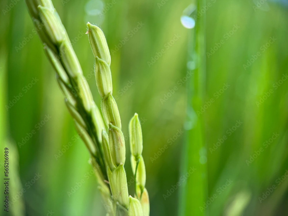 Selective focus of green paddy rice under the sunlight with blur background. Macro photography. Selective focus of green paddy rice under the sunlight with blur background. Macro photography.