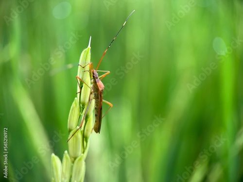 Selective focus of rice ear bug on green paddy under the sunlight with blur background. Macro photography.