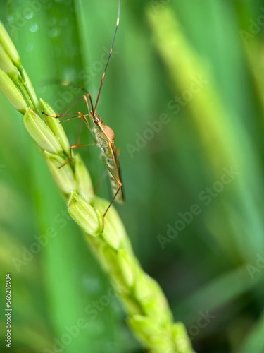 Selective focus of rice ear bug on green paddy under the sunlight with blur background. Macro photography.