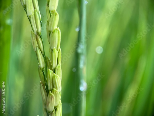 Selective focus of green paddy rice under the sunlight with blur background. Macro photography.