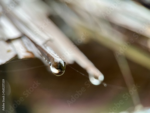Selective focus view of rain drops falling from palm leaves roof hut on rainy morning. Macro photography.
