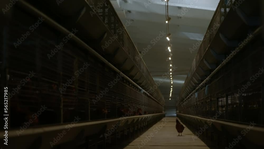 Lone chicken standing inside the huge agricultural farming facility. Chicken bird walking in the agricultural poultry production plant. Agricultural farm full of chicken animals. Poultry Industry. Lone chicken standing inside the huge agricultural farming facility. Chicken bird walking in the agricultural poultry production plant. Agricultural farm full of chicken animals. Poultry Industry.