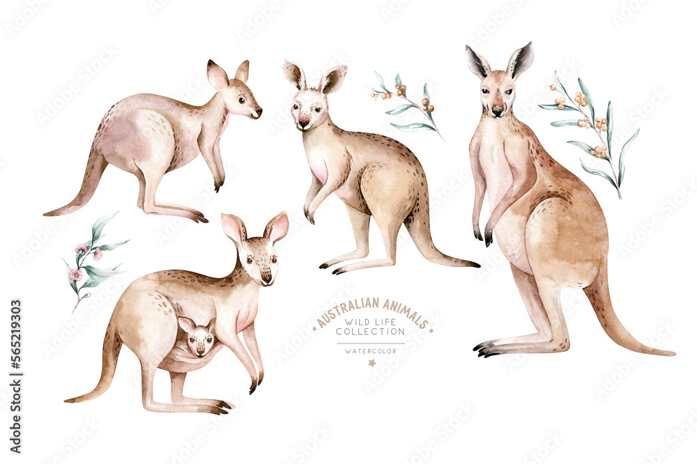 Watercolor australian cartoon kangaroo isolated on white background ...