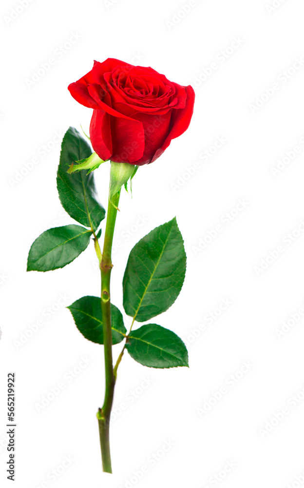 Several red rose on a white background