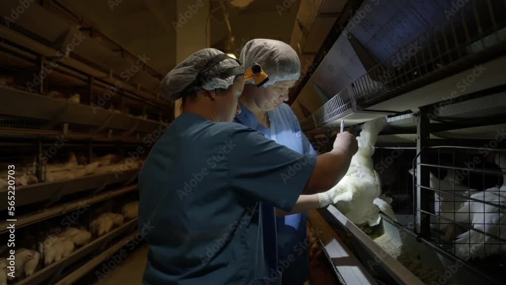 Two Veterinary Specialists Inspect White Chicken At Farm. Carefully ...