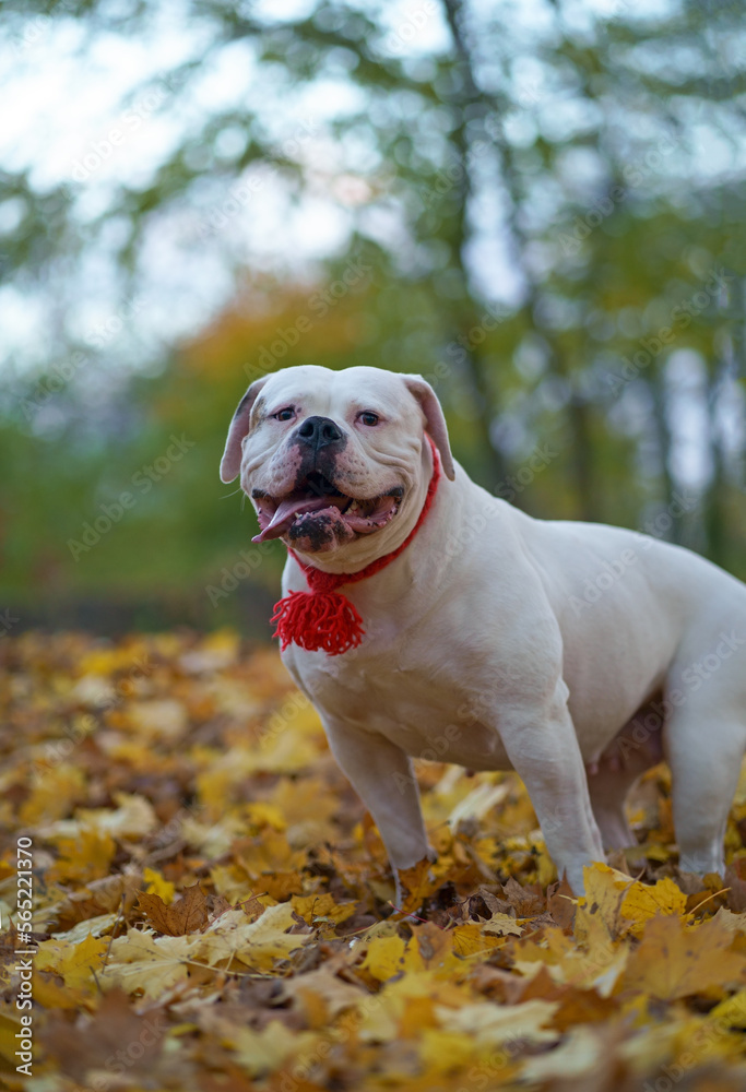 dog in autumn park. Funny happy cute dog breed american bulldog runs smiling in the fallen leaves. Orange golden autumn concept.