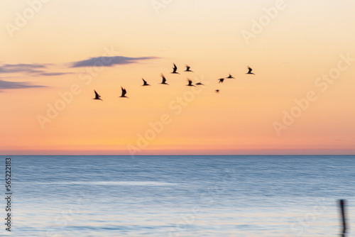 Birds over water