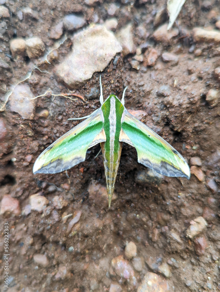 Close up of a hawk moth green and yellow in color also named pergesa acteus standing on the mud in the ground Close up of a hawk moth green and yellow in color also named pergesa acteus standing on the mud in the ground