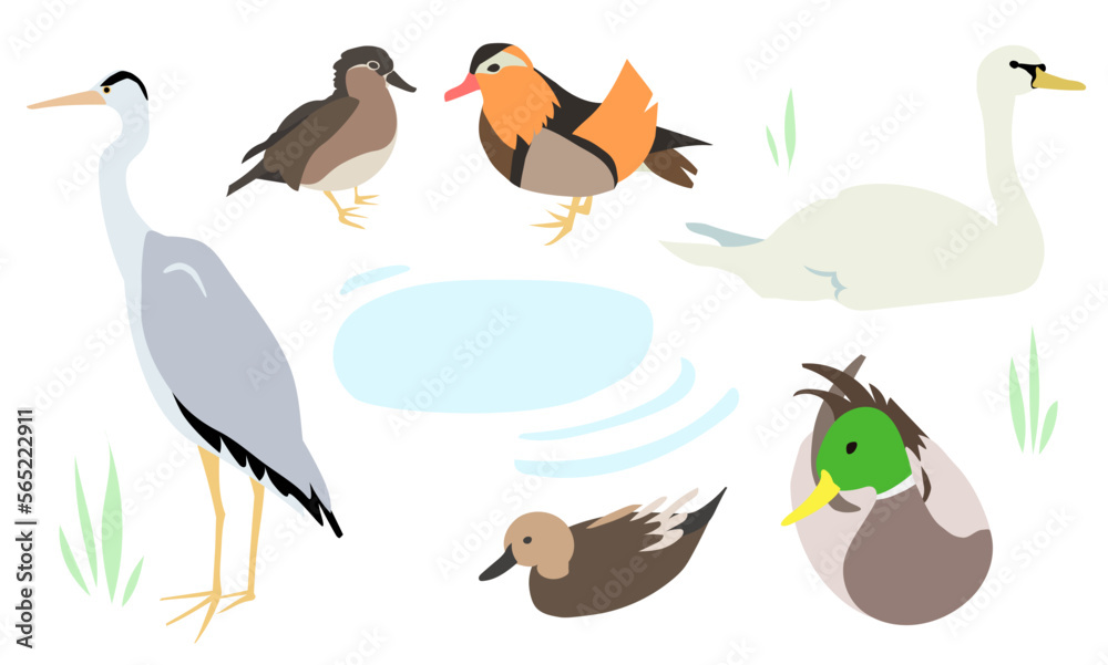 Fototapeta premium 水鳥