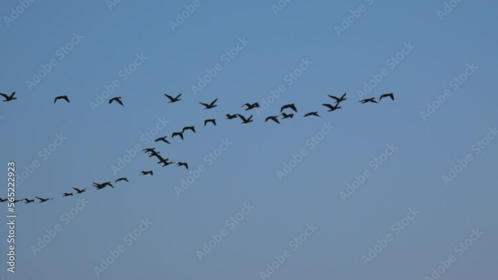 Flock of black cormorant birds flies in wedge across sky. Making seasonal migrations, black cormorants fly in wedge. fascinating view of a flock of migratory birds. Flock of black cormorant birds flies in wedge across sky. Making seasonal migrations, black cormorants fly in wedge. fascinating view of a flock of migratory birds.