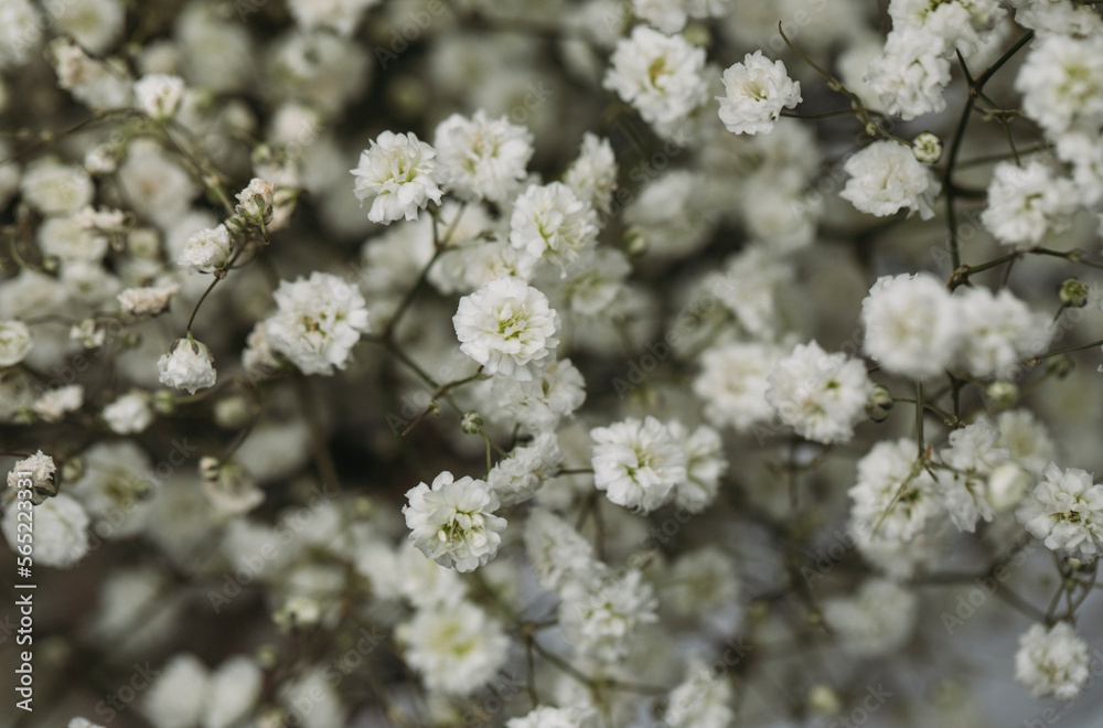 flowers in the snow