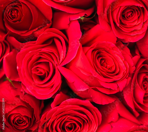 red roses background. Happy day. Flowers. Happy. 