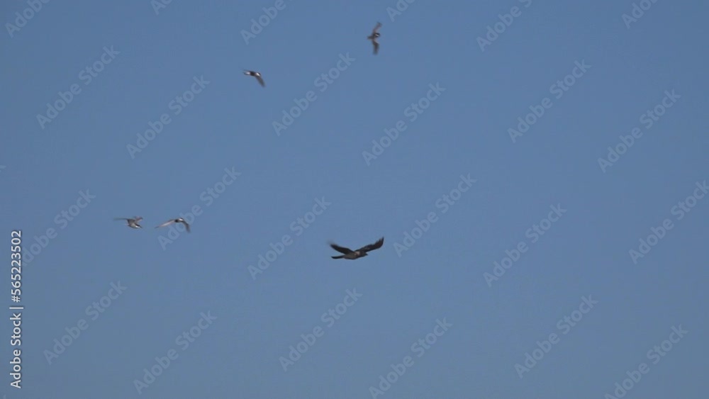 Different birds are flying on background of blue sky. Video footage about birds, wildlife and a clear blue sky. Different birds are flying on background of blue sky. Video footage about birds, wildlife and a clear blue sky.