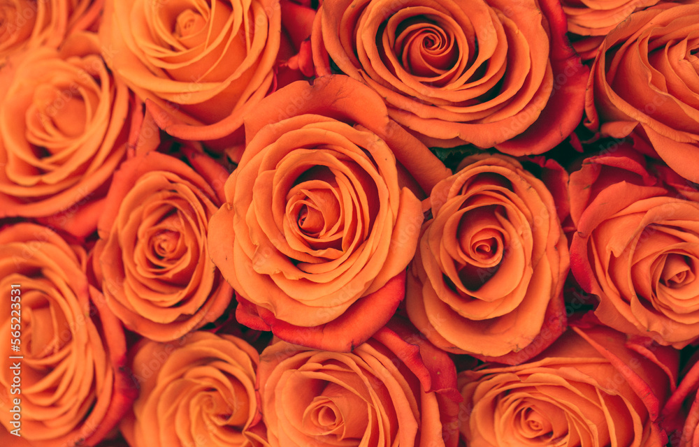 red roses background red roses background