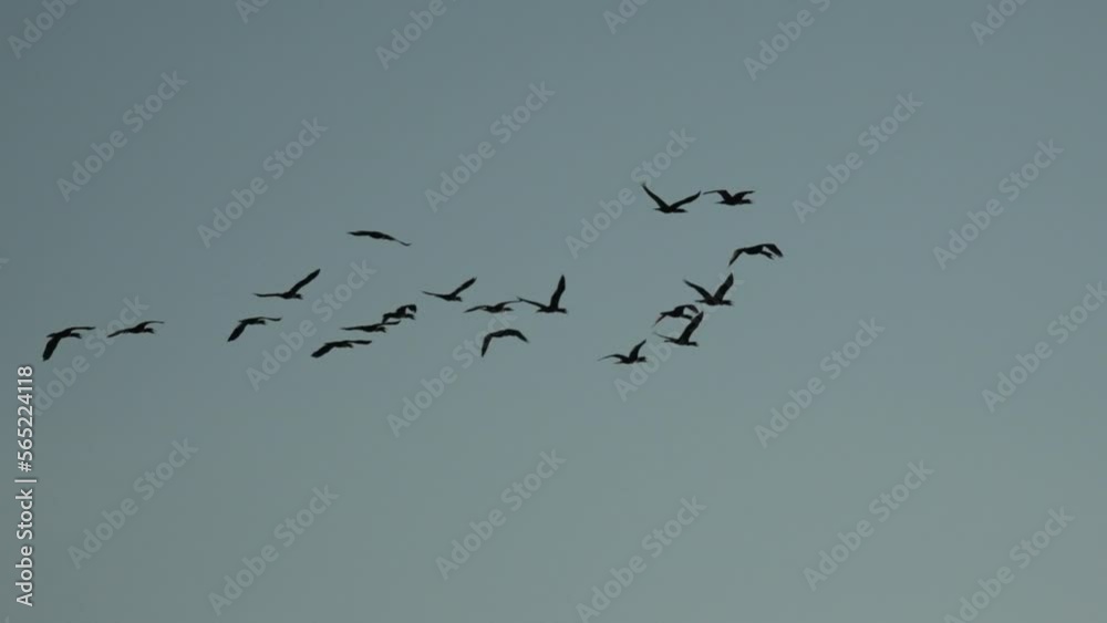 Flock of black cormorants flies against background of reeds and setting sun. Group of black cormorants birds on background of reeds and evening sky. Flock of black cormorants flies against background of reeds and setting sun. Group of black cormorants birds on background of reeds and evening sky.