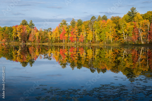 Warm light at sunrise on peak autumn color on the shoreline of a small Northwoods lake.