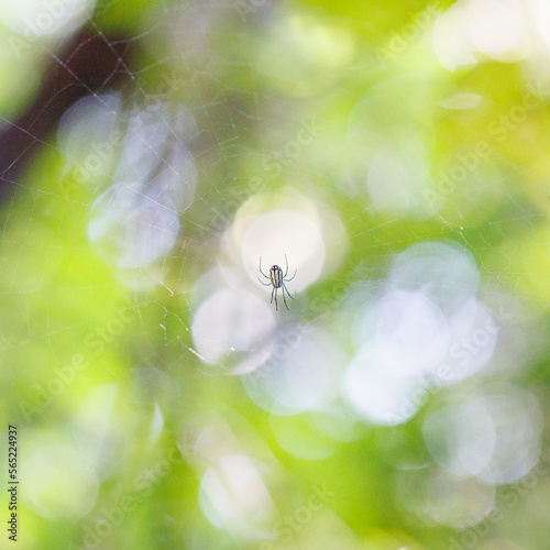 Spider waiting, Everglades National Park