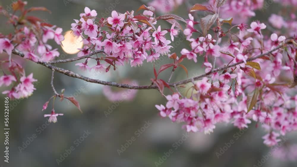 colourful, romantic, row, way, pretty, scene, home, sakura, scenic, springtime, cherry, cherry blossom, chiang, flora, floral, flower, house, nature, outdoors, pink, road, sky, aerial, beautiful, bloo colourful, romantic, row, way, pretty, scene, home, sakura, scenic, springtime, cherry, cherry blossom, chiang, flora, floral, flower, house, nature, outdoors, pink, road, sky, aerial, beautiful, bloo