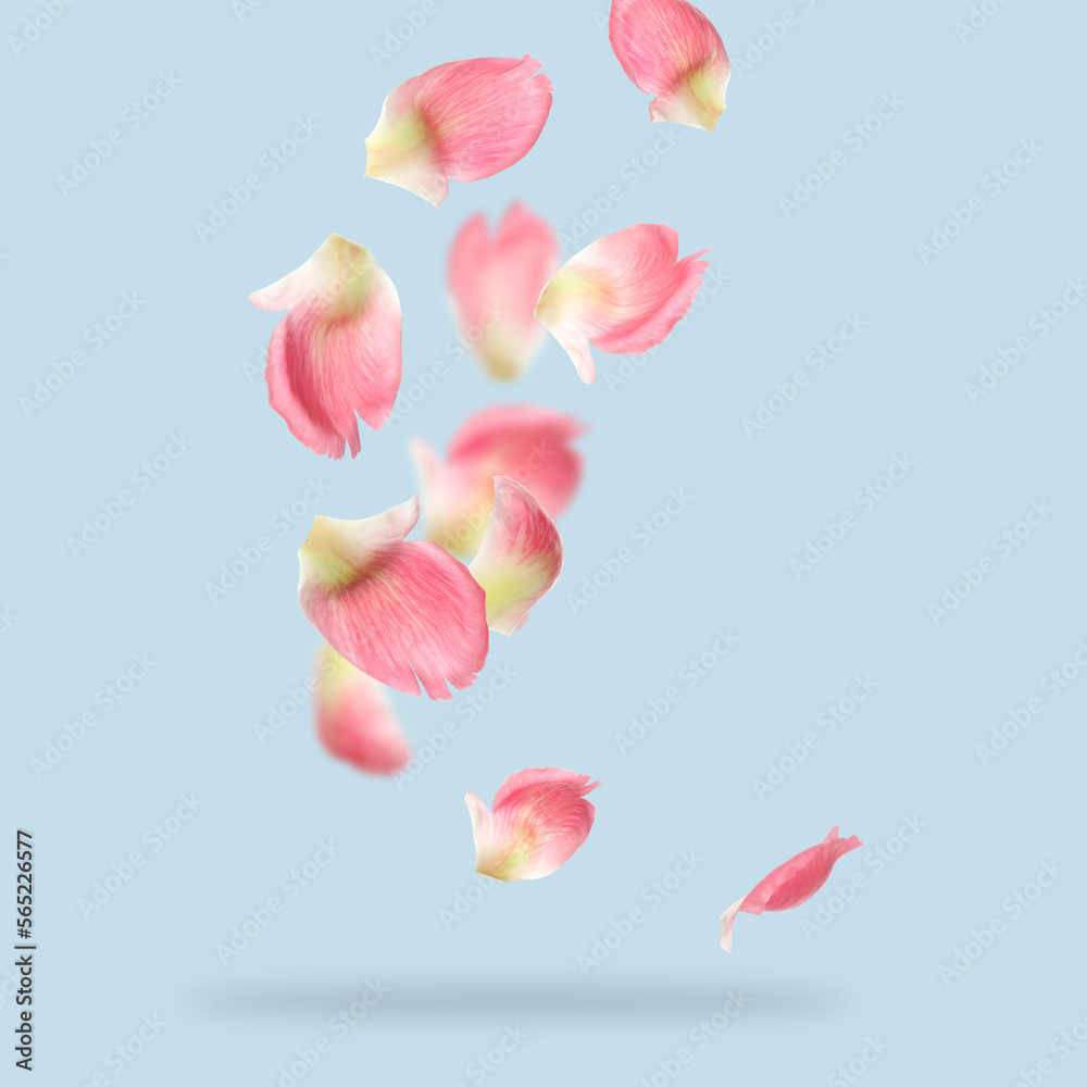 Beautiful pink peony petals falling on pale light blue background