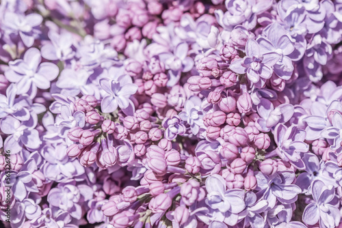 Purple terry Lilac flower petals. Macro flowers background for holiday design. Soft focus © OLAYOLA