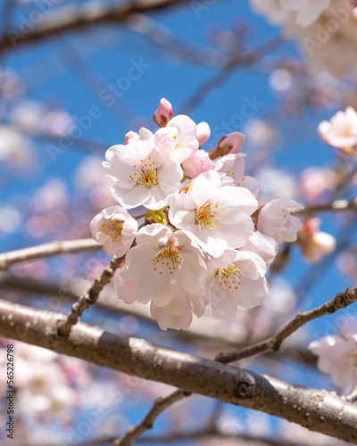 Japan Cherry Blossoms 2023