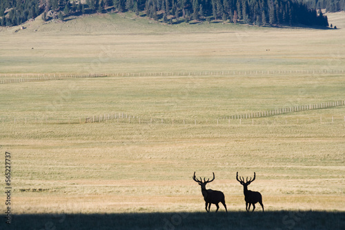 A pair of mature bull elk walk together in the Valles Caldera National Preserve, New Mexico. photo