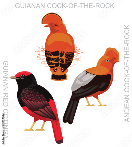 Cute Bird Cock-of-the-rock Set Cartoon Vector