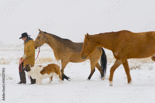 A young man walks through the snow with his horses at a ranch in Three Forks, Montana. photo